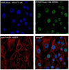 beta Tubulin Rabbit Polyclonal Antibody