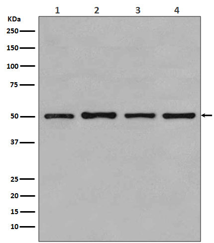 beta Tubulin Rabbit Polyclonal Antibody