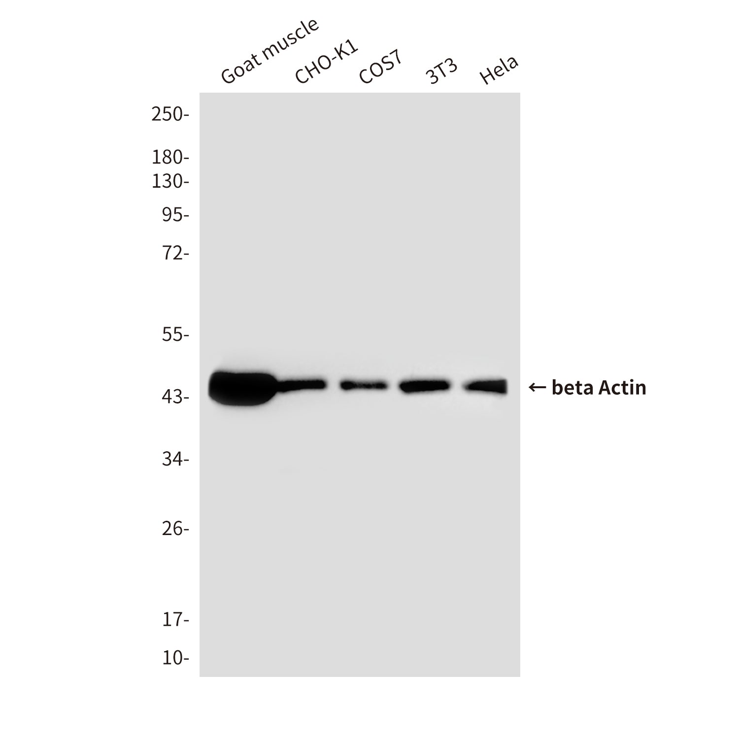 beta Actin (6D7) Mouse Monoclonal Antibody