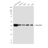 beta Actin (6D7) Mouse Monoclonal Antibody