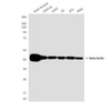 beta Actin (8F10) Mouse Monoclonal Antibody