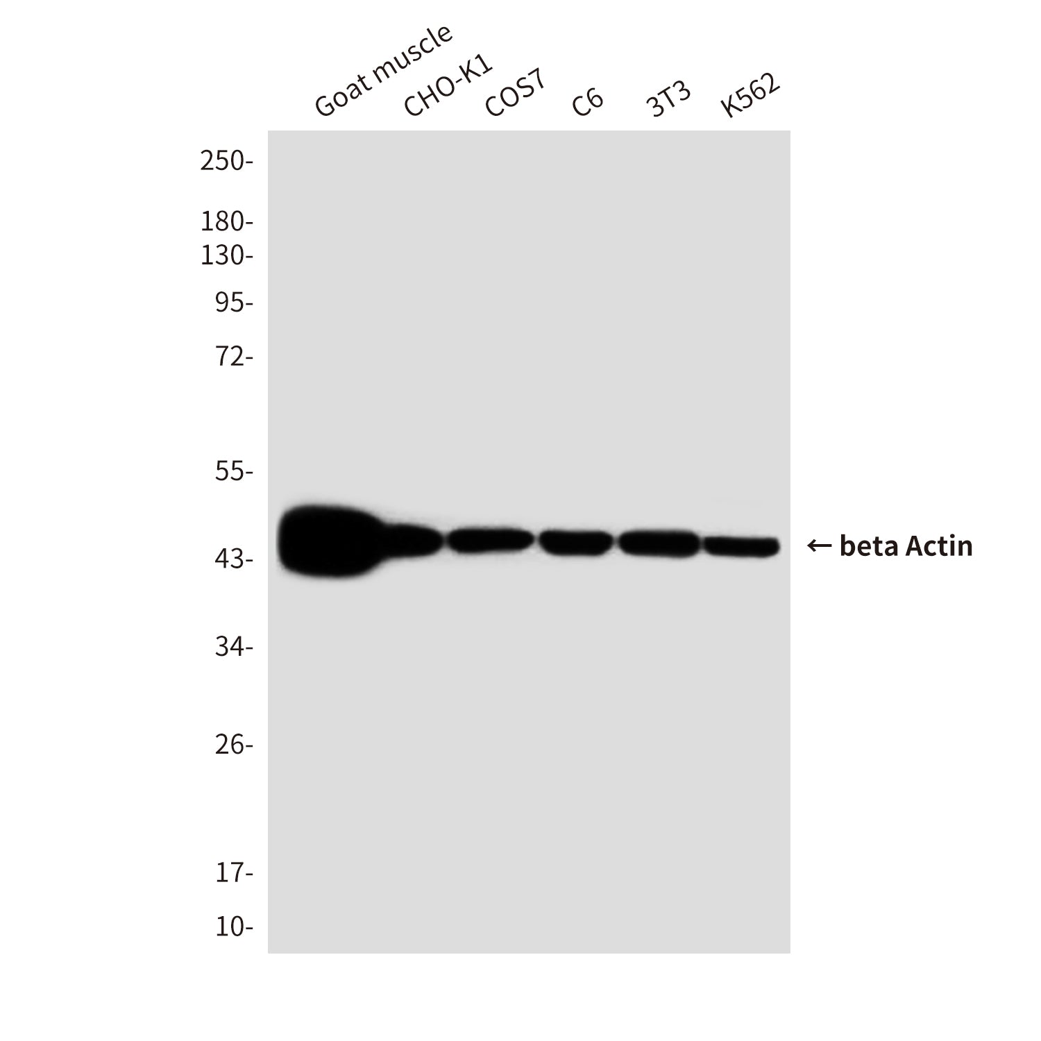 beta Actin (8F10) Mouse Monoclonal Antibody