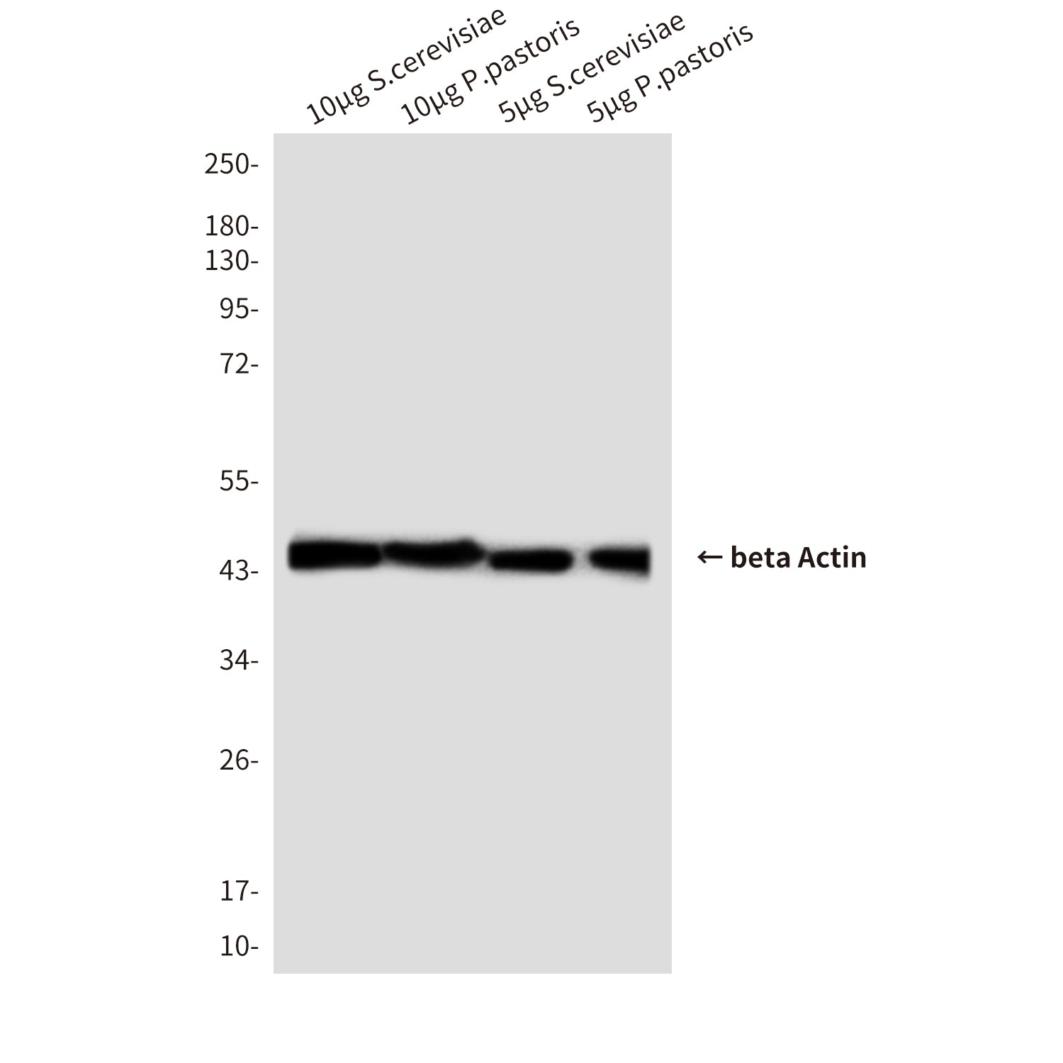 beta Actin (8F10) Mouse Monoclonal Antibody