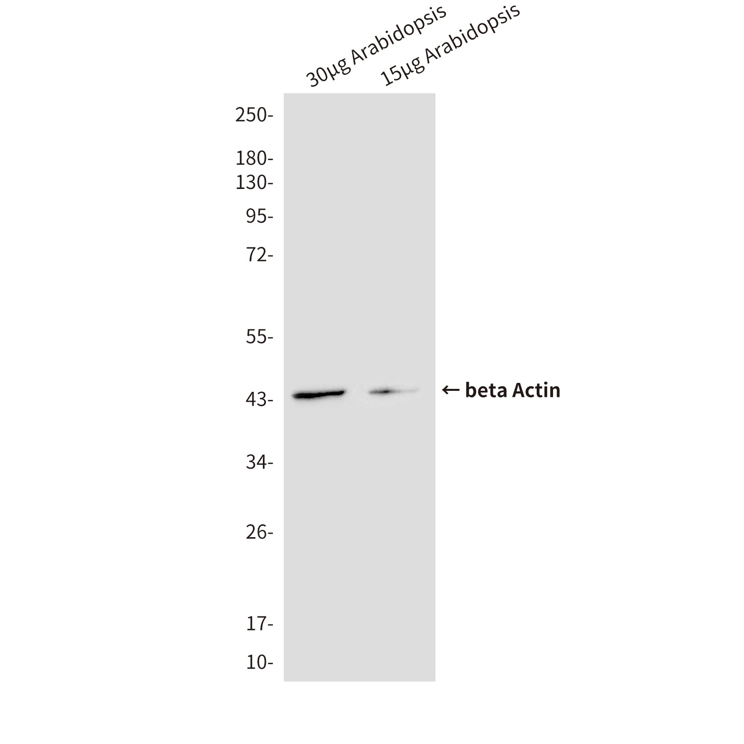 beta Actin (8F10) Mouse Monoclonal Antibody
