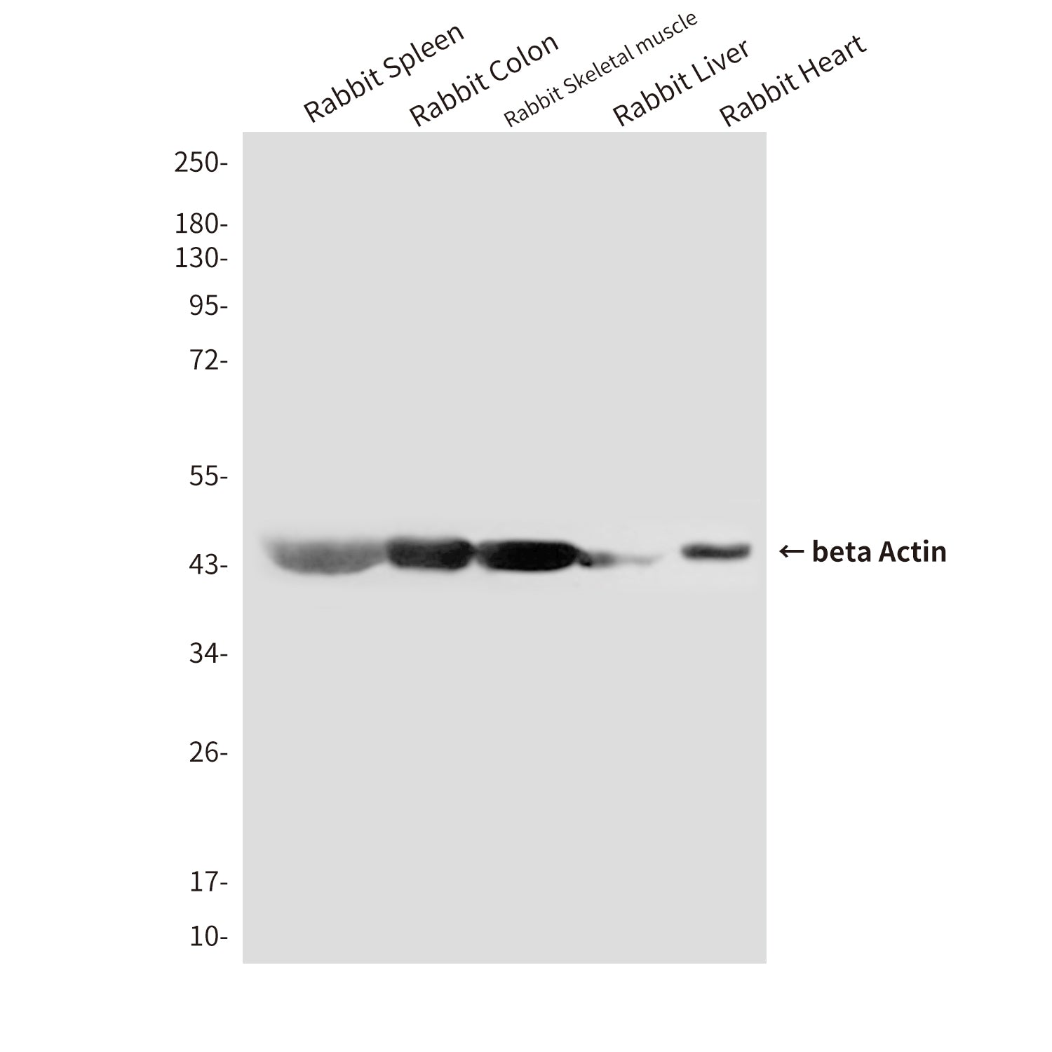 beta Actin (8F10) Mouse Monoclonal Antibody