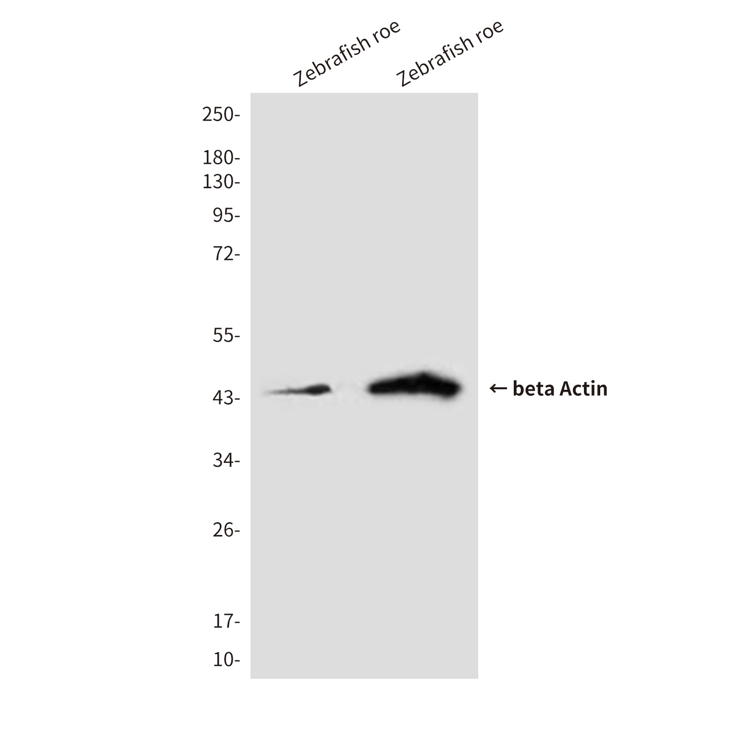 beta Actin (8F10) Mouse Monoclonal Antibody