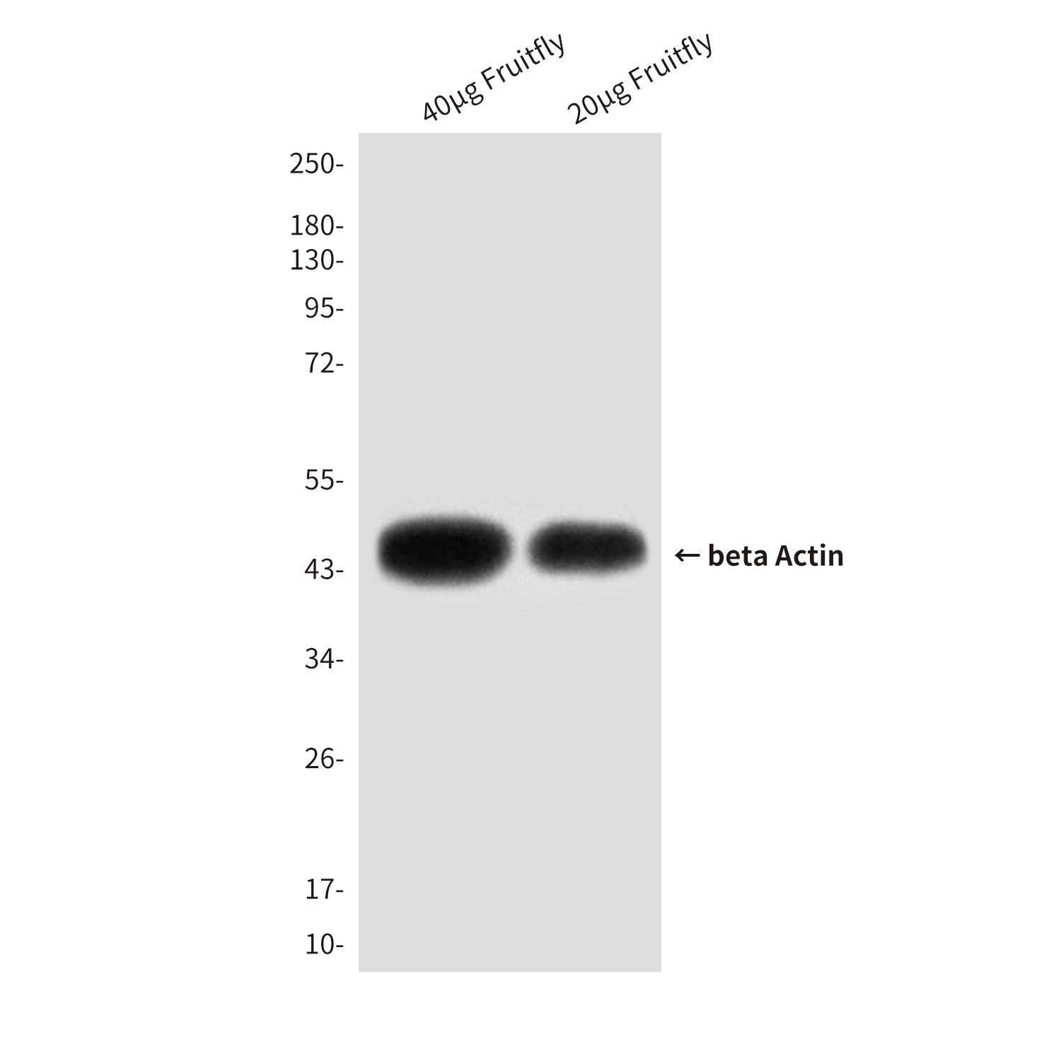 beta Actin (8F10) Mouse Monoclonal Antibody
