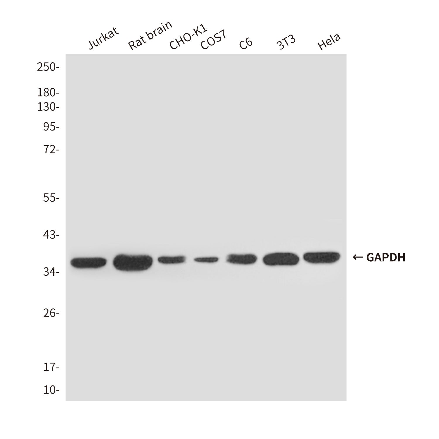GAPDH (7E4) Mouse Monoclonal Antibody