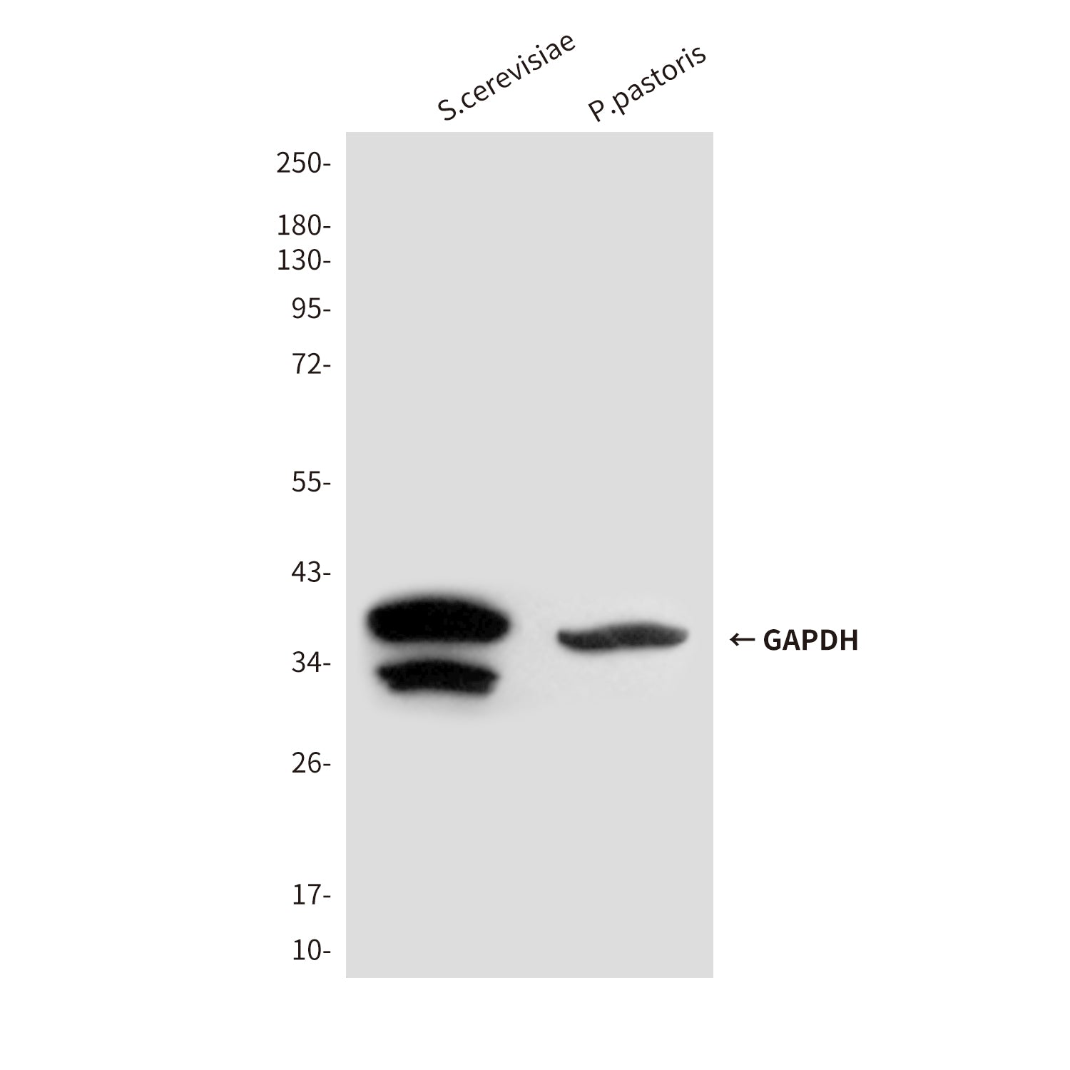 GAPDH (7E4) Mouse Monoclonal Antibody