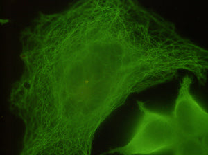 beta Tubulin (1E1) Mouse Monoclonal Antibody