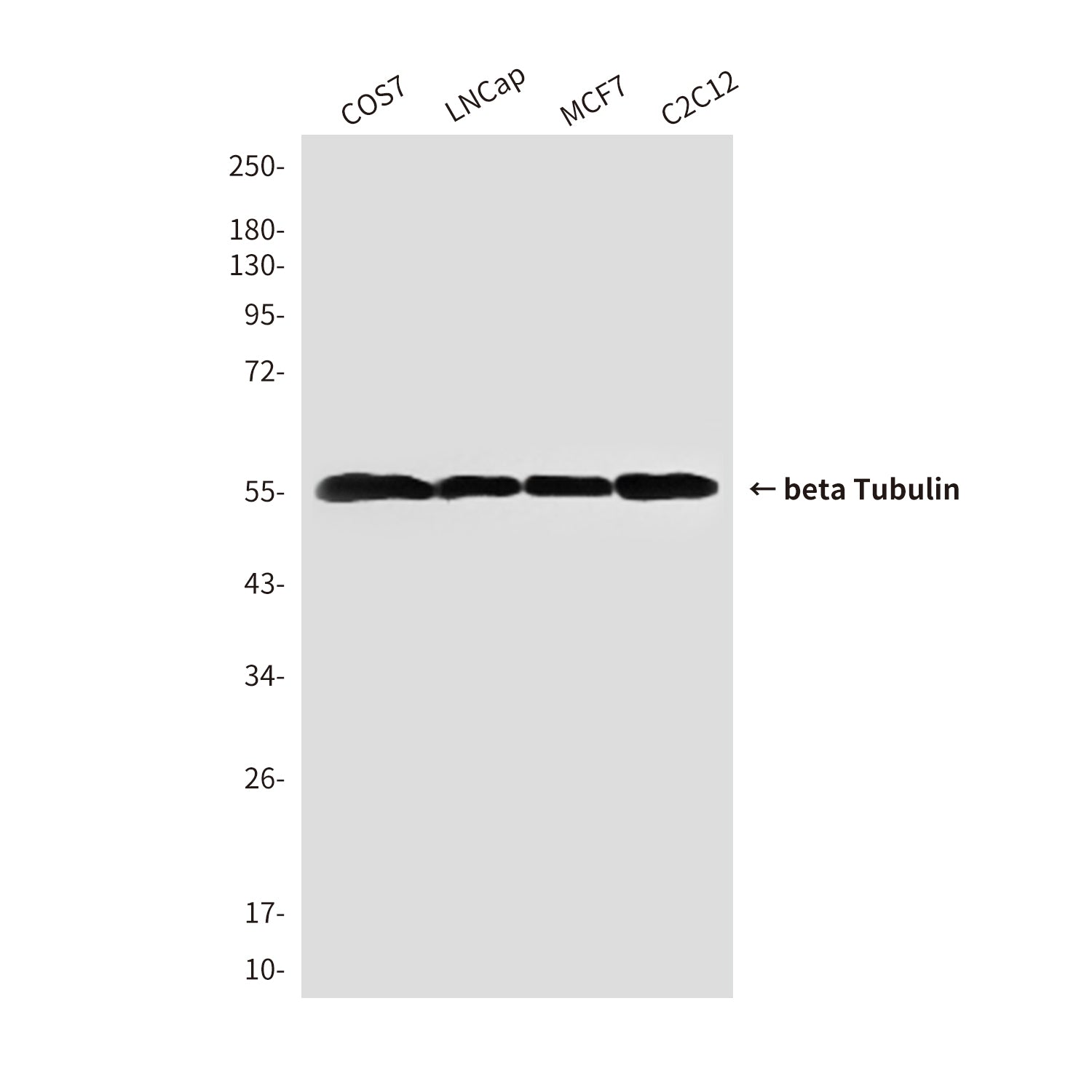 beta Tubulin (1E1) Mouse Monoclonal Antibody