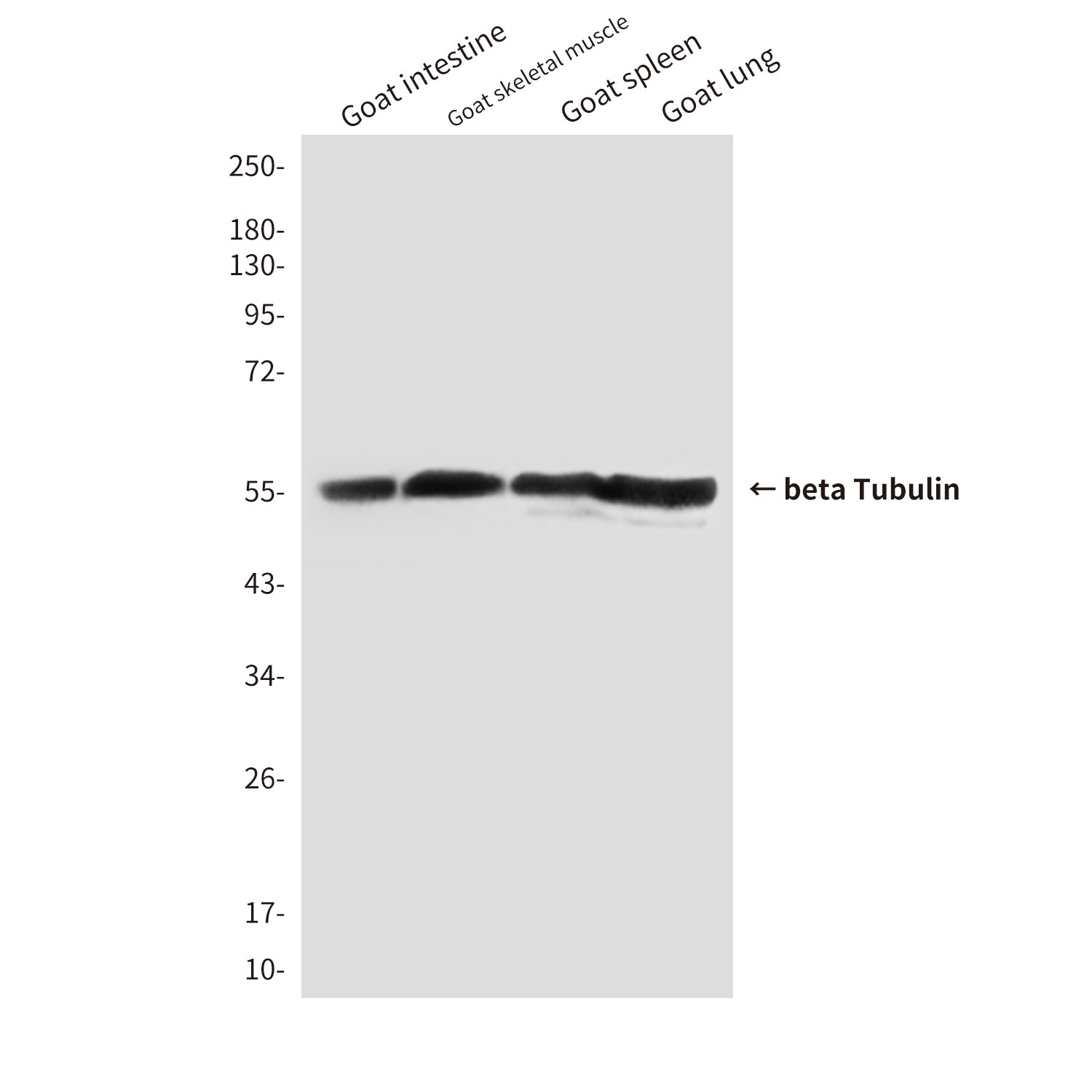 beta Tubulin (1E1) Mouse Monoclonal Antibody