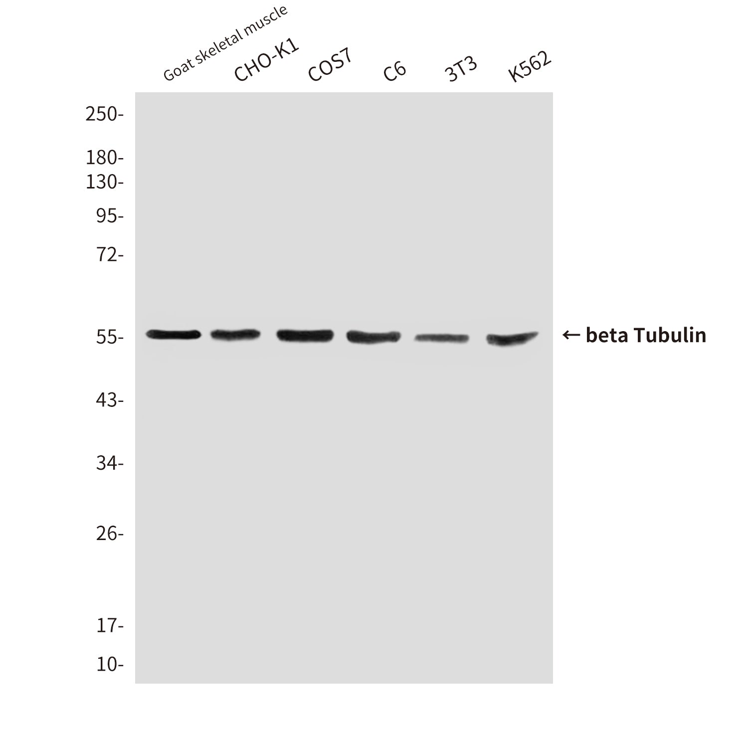 beta Tubulin (1E1) Mouse Monoclonal Antibody