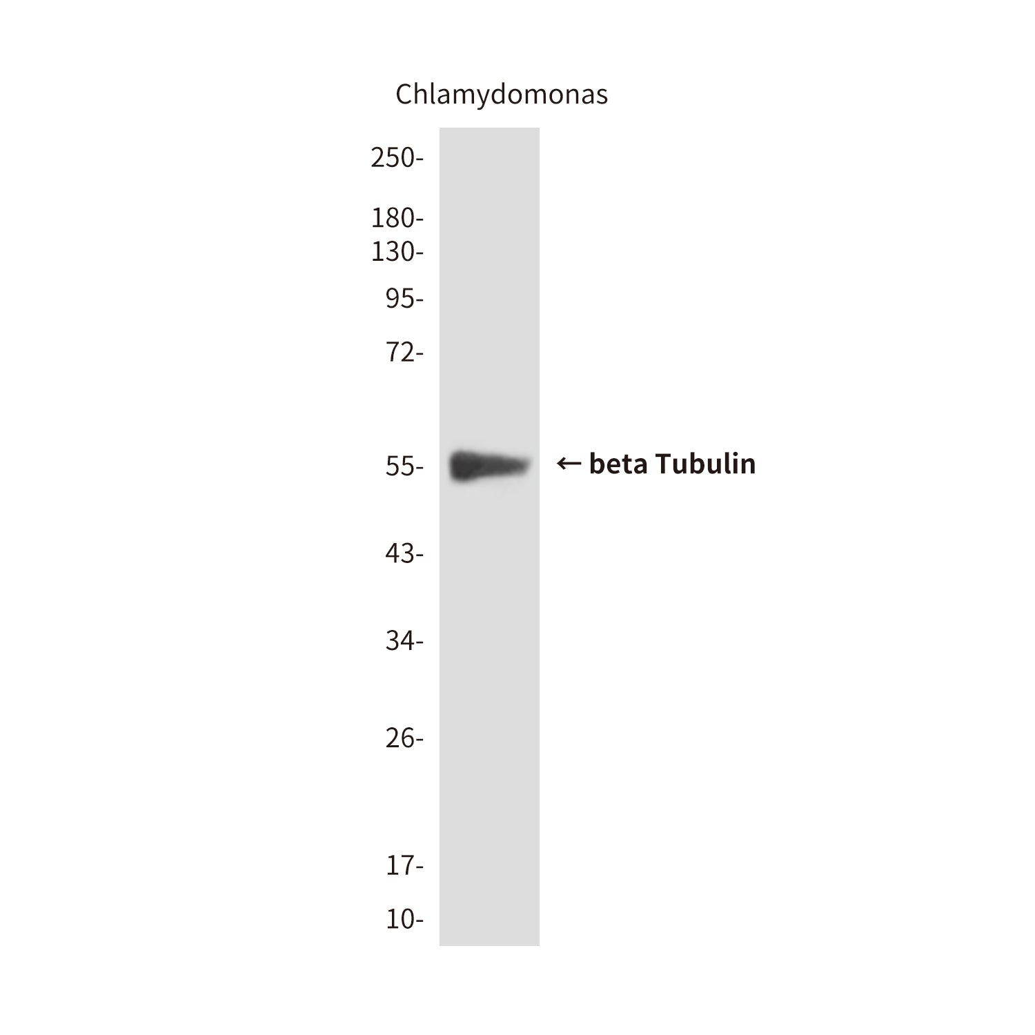 beta Tubulin (1E1) Mouse Monoclonal Antibody
