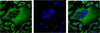 beta Tubulin (6D8) Mouse Monoclonal Antibody