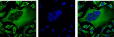 beta Tubulin (6D8) Mouse Monoclonal Antibody