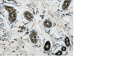 beta Tubulin (6D8) Mouse Monoclonal Antibody