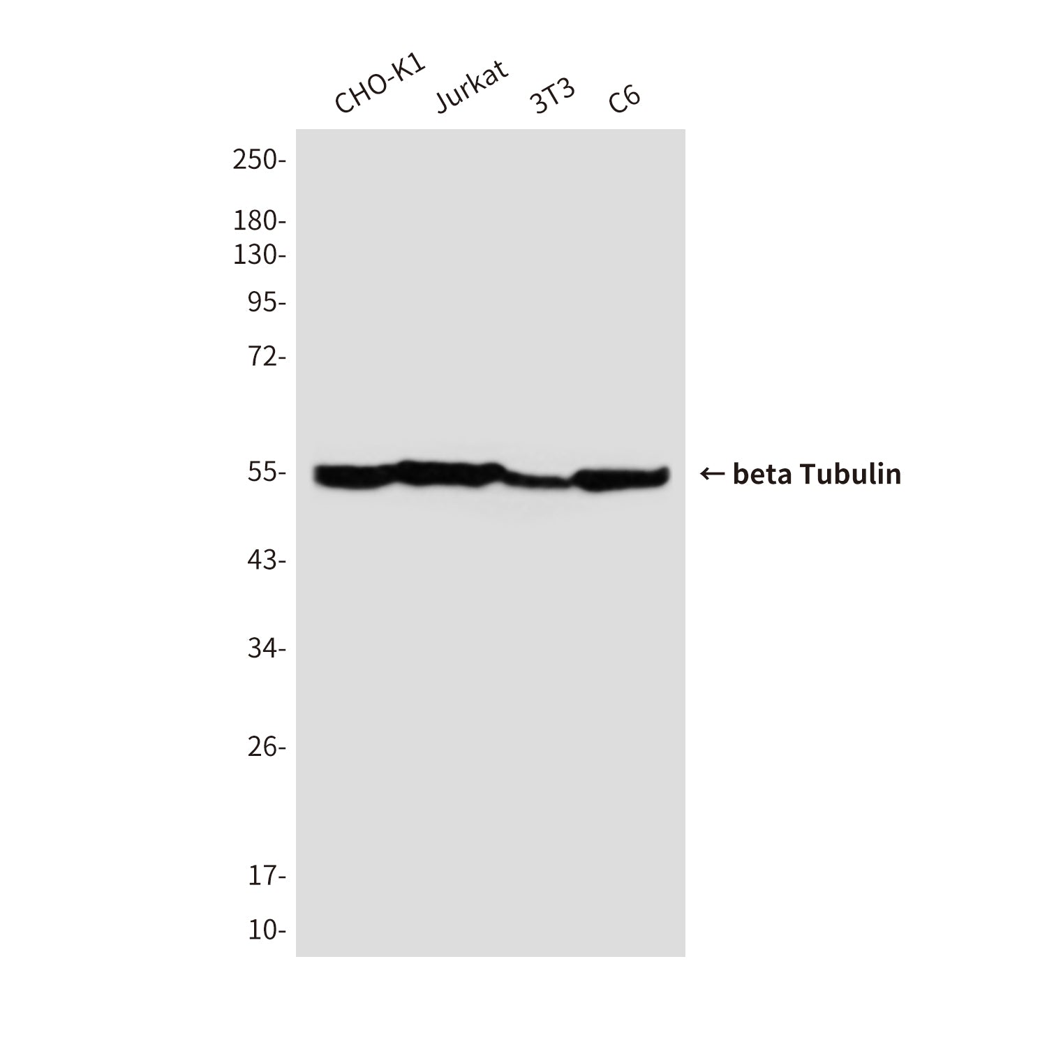beta Tubulin (6D8) Mouse Monoclonal Antibody