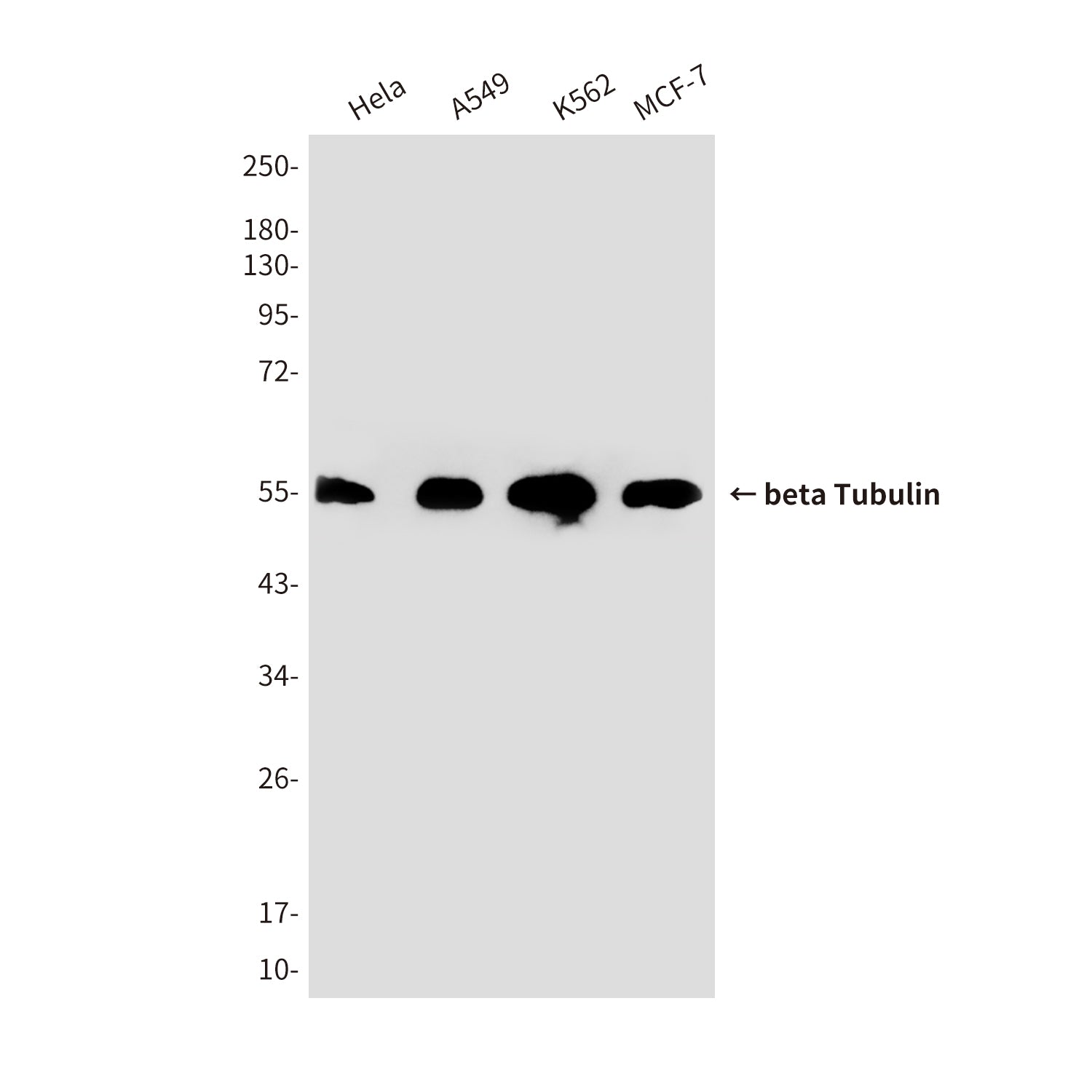 beta Tubulin (6D8) Mouse Monoclonal Antibody