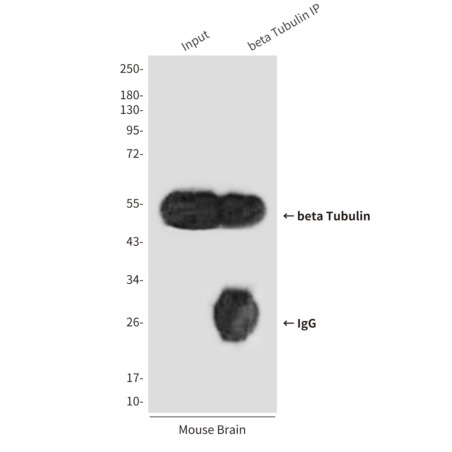 beta Tubulin (3D8) Mouse Monoclonal Antibody