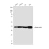 beta Actin Mouse Monoclonal Antibody