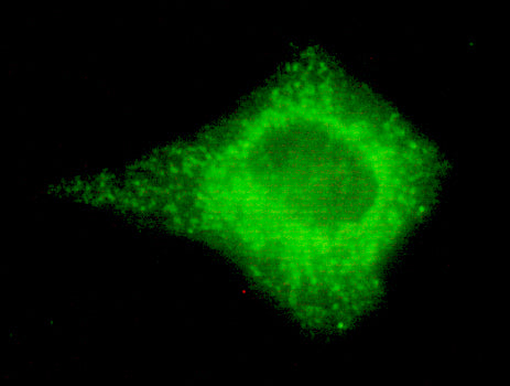 COX IV (4D11) Mouse Monoclonal Antibody