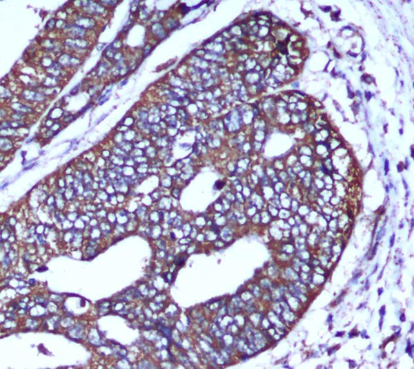 COX IV (4D11) Mouse Monoclonal Antibody