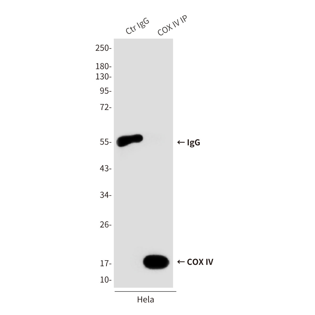 COX IV (4D11) Mouse Monoclonal Antibody