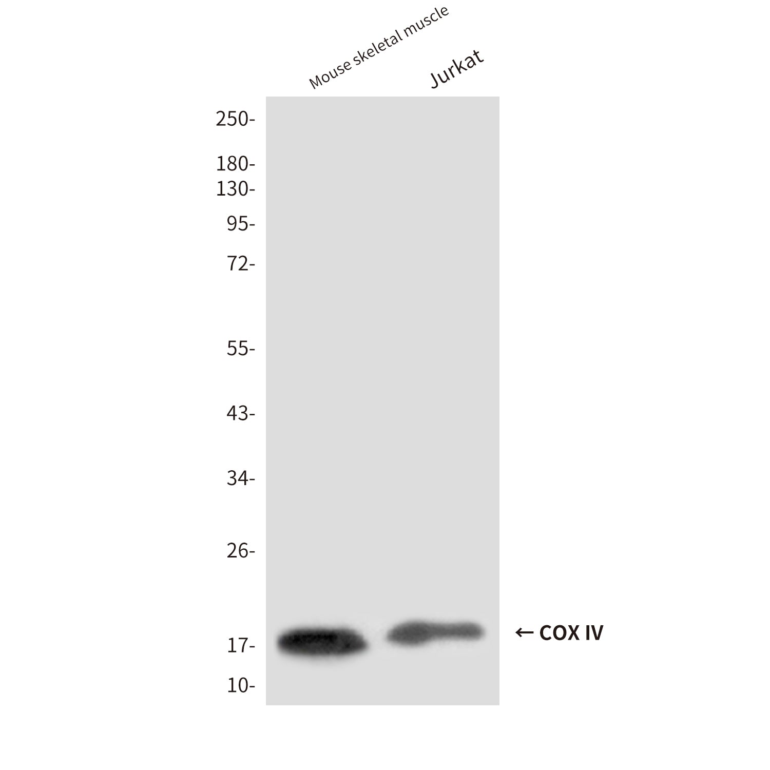 COX IV (4D11) Mouse Monoclonal Antibody