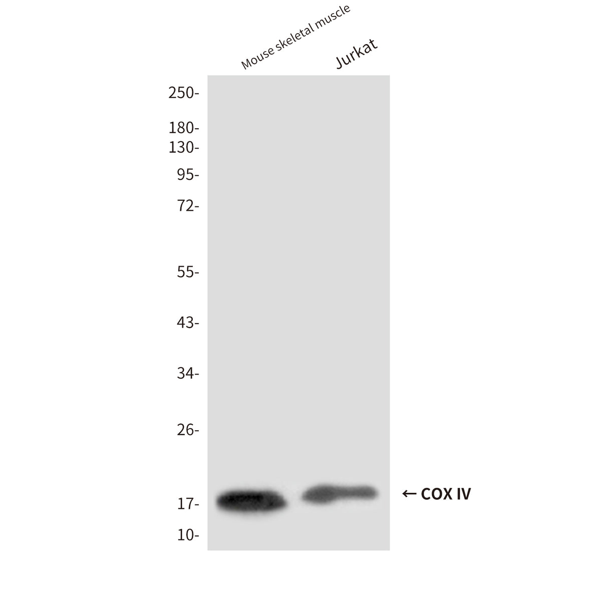 COX IV (4D11) Mouse Monoclonal Antibody