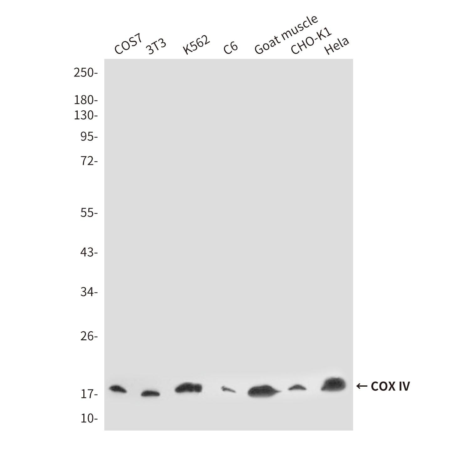 COX IV (4D11) Mouse Monoclonal Antibody