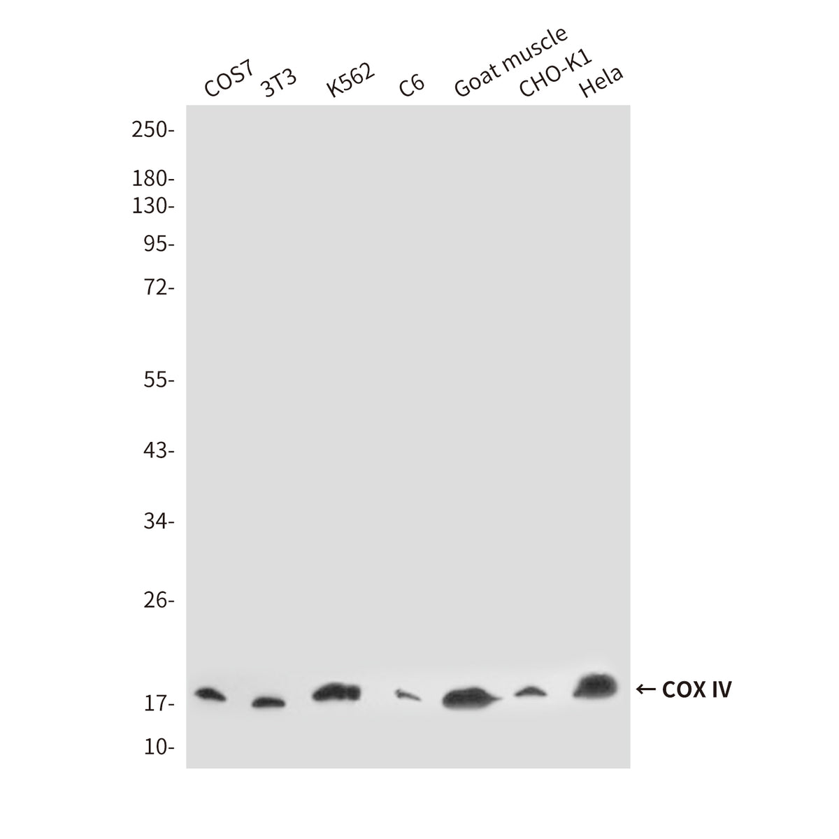 COX IV (4D11) Mouse Monoclonal Antibody