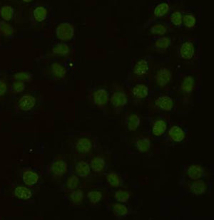 PCNA (2E1) Mouse Monoclonal Antibody