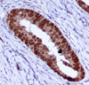PCNA (2E1) Mouse Monoclonal Antibody