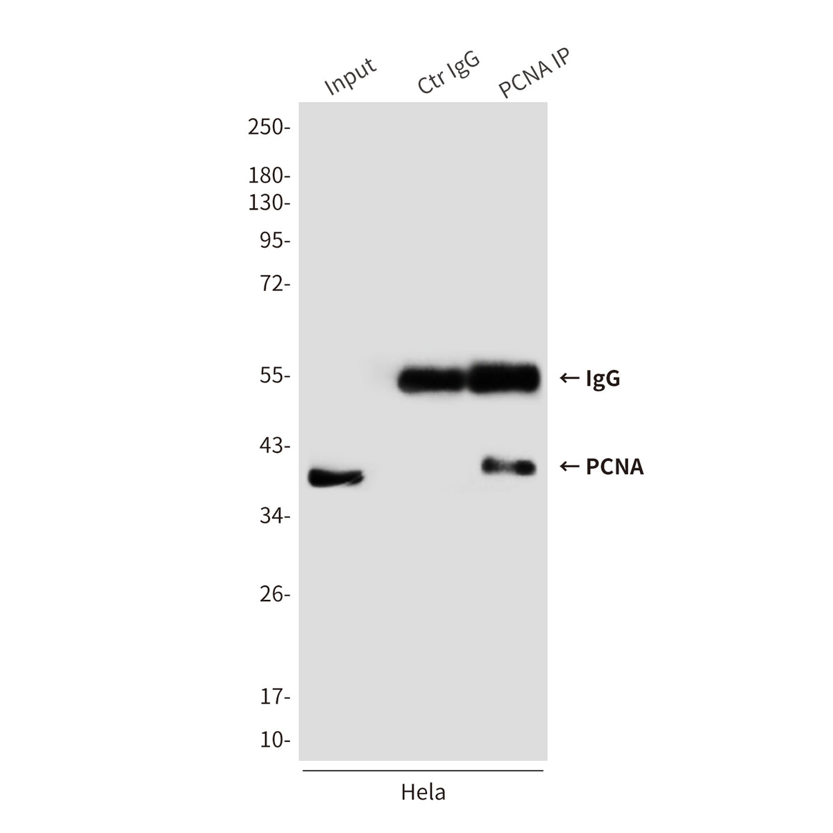 PCNA (2E1) Mouse Monoclonal Antibody
