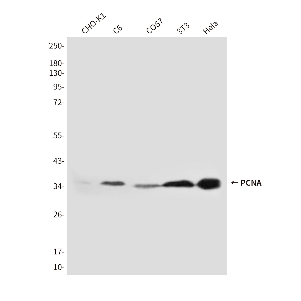 PCNA (2E1) Mouse Monoclonal Antibody