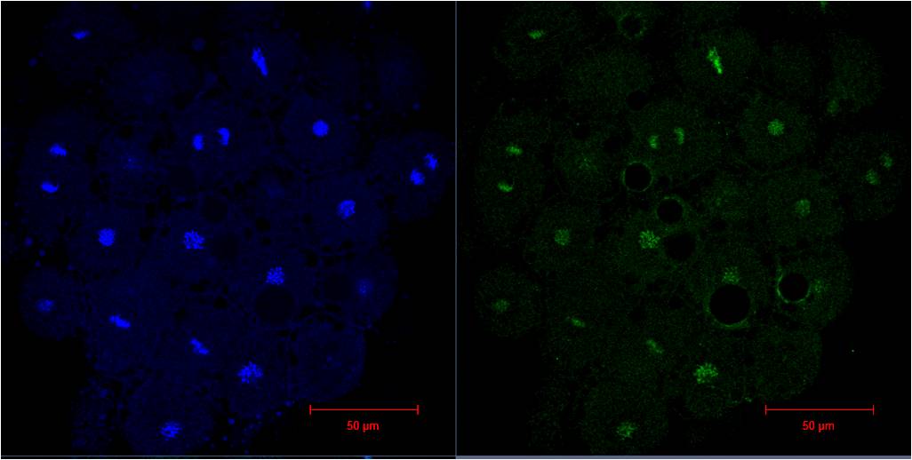 Histone H3 (6G2) Mouse Monoclonal Antibody