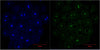 Histone H3 (6G2) Mouse Monoclonal Antibody