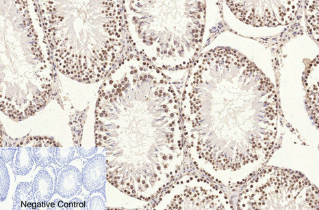 Histone H3 (6G2) Mouse Monoclonal Antibody