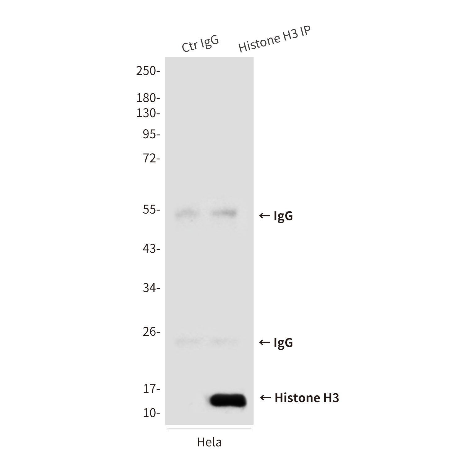 Histone H3 (6G2) Mouse Monoclonal Antibody