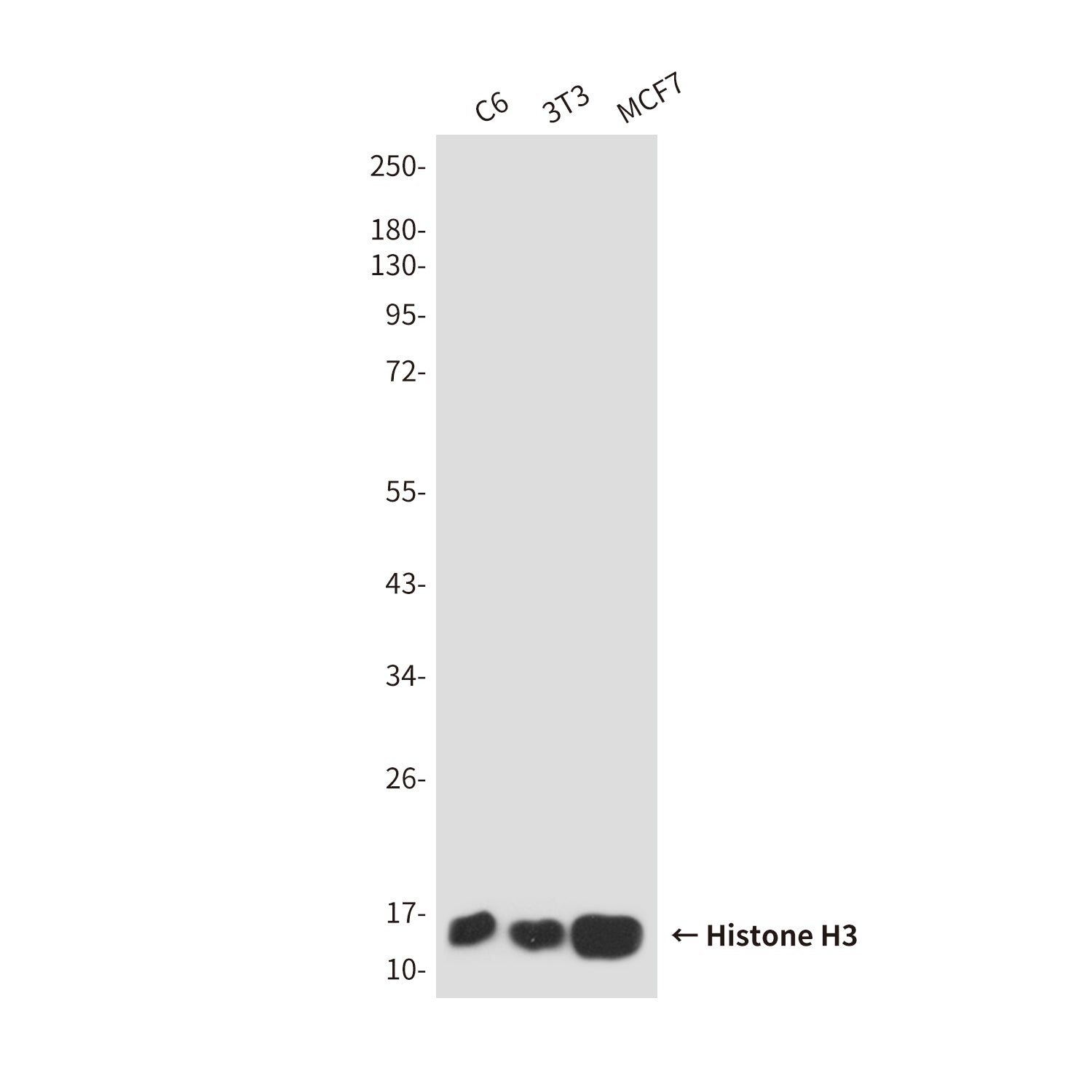 Histone H3 (6G2) Mouse Monoclonal Antibody