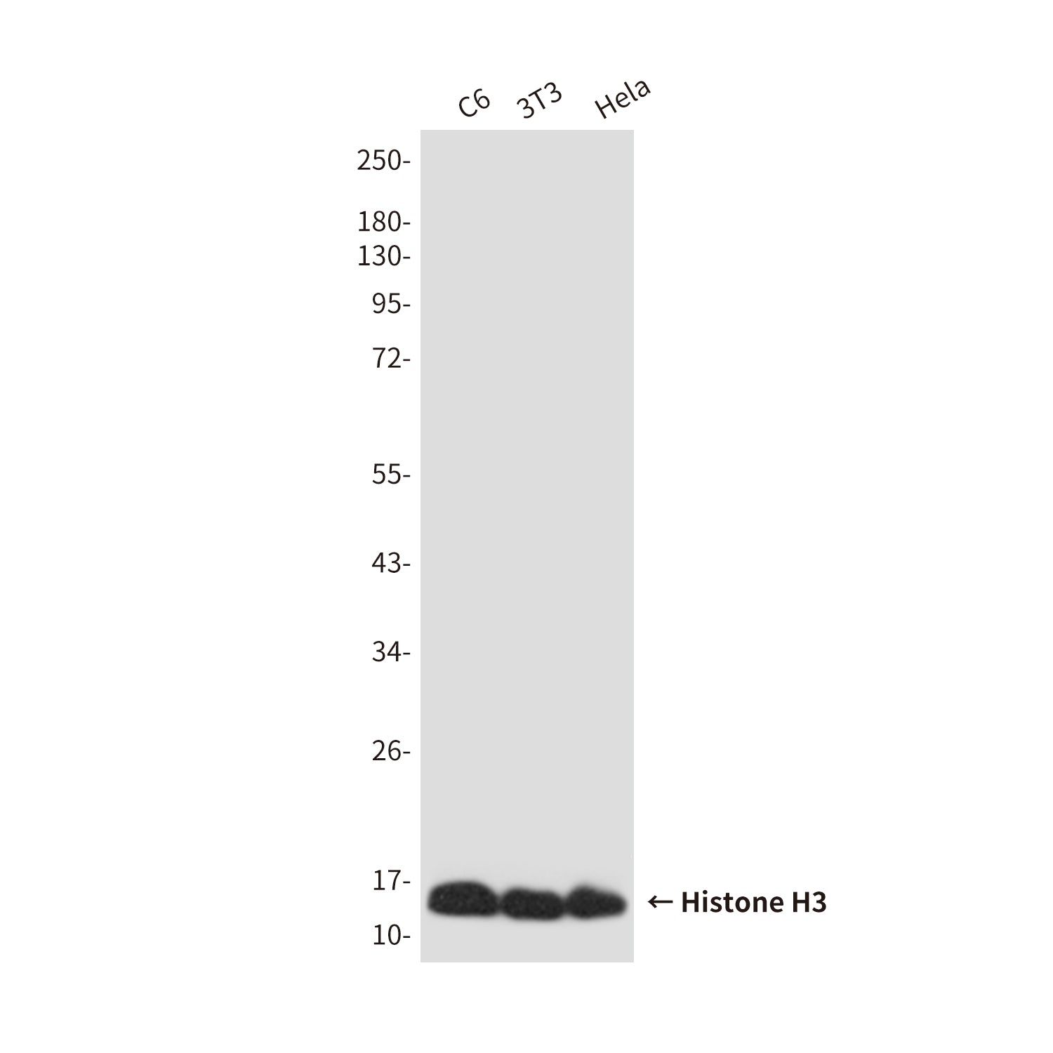 Histone H3 (6G2) Mouse Monoclonal Antibody