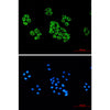 GAPDH (8A3) Mouse Monoclonal Antibody
