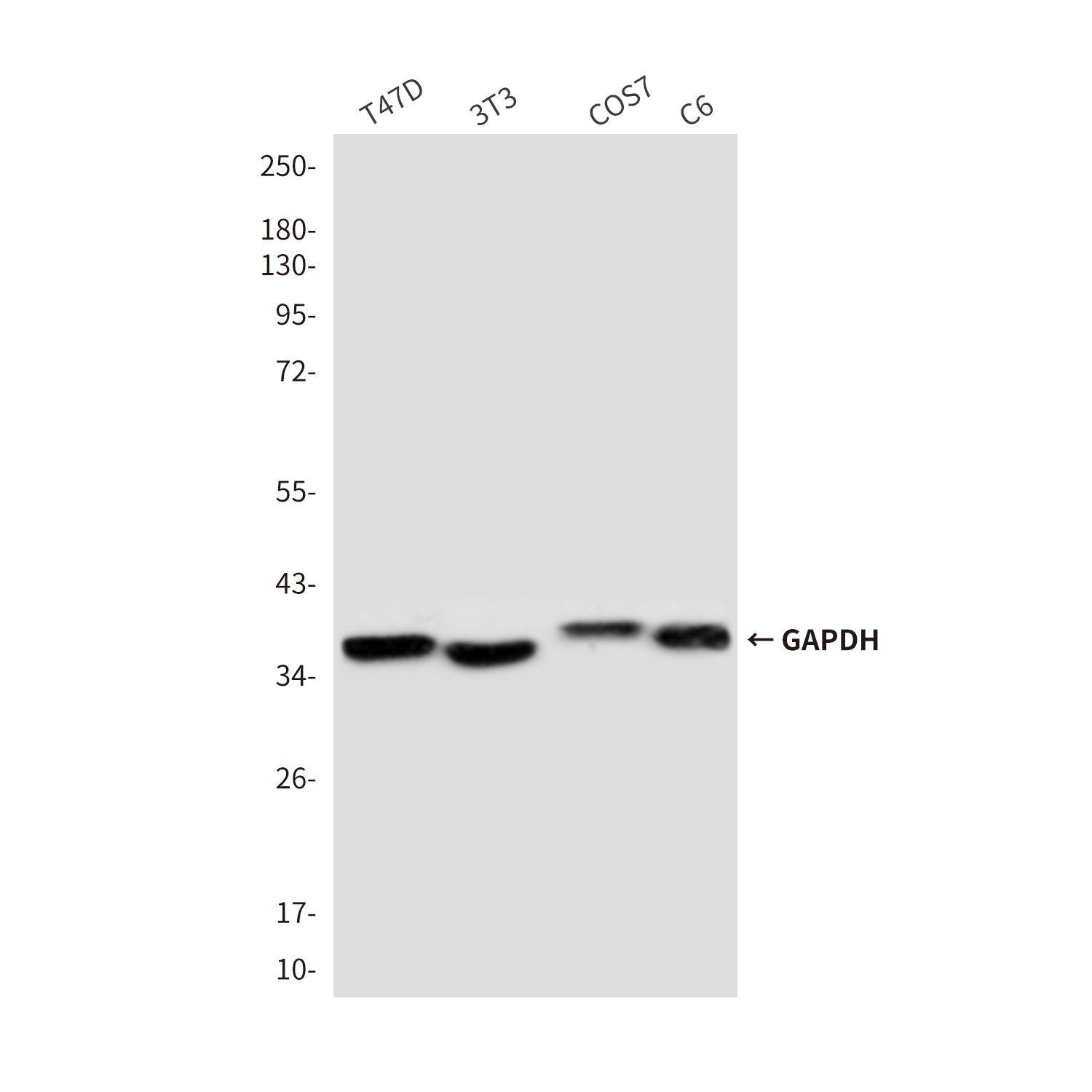 GAPDH (8A3) Mouse Monoclonal Antibody