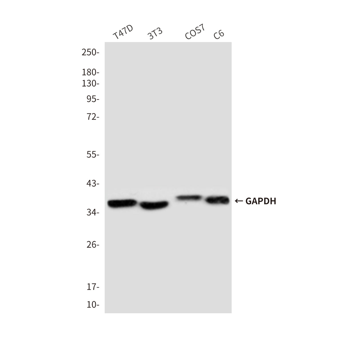 GAPDH (8A3) Mouse Monoclonal Antibody