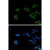 COX IV (4D2) Mouse Monoclonal Antibody