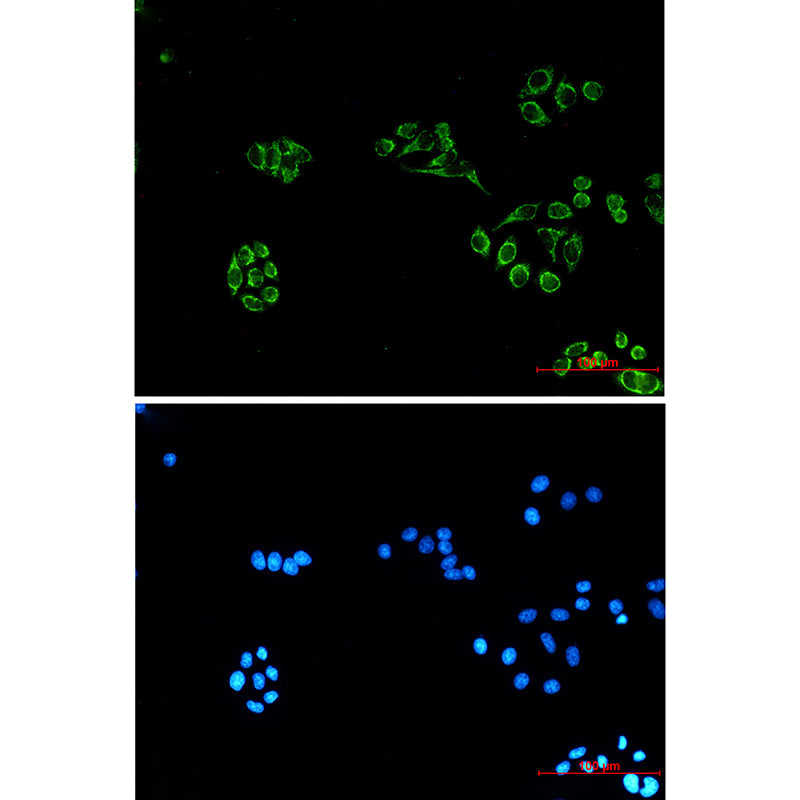 COX IV (4D2) Mouse Monoclonal Antibody