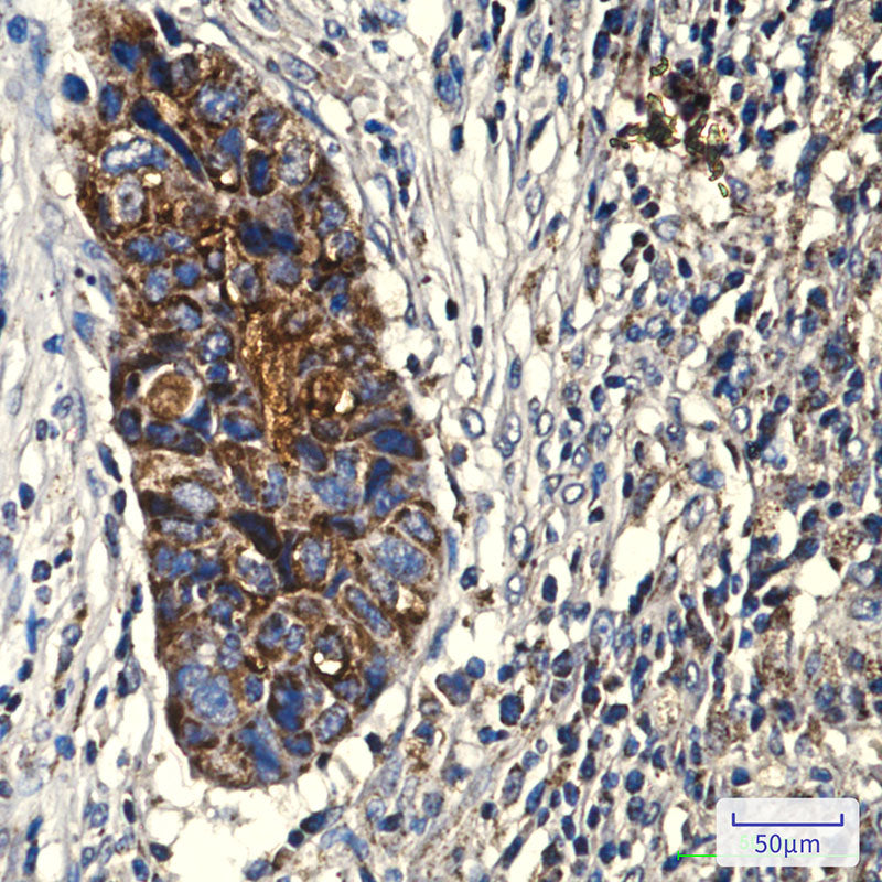 COX IV (4D2) Mouse Monoclonal Antibody