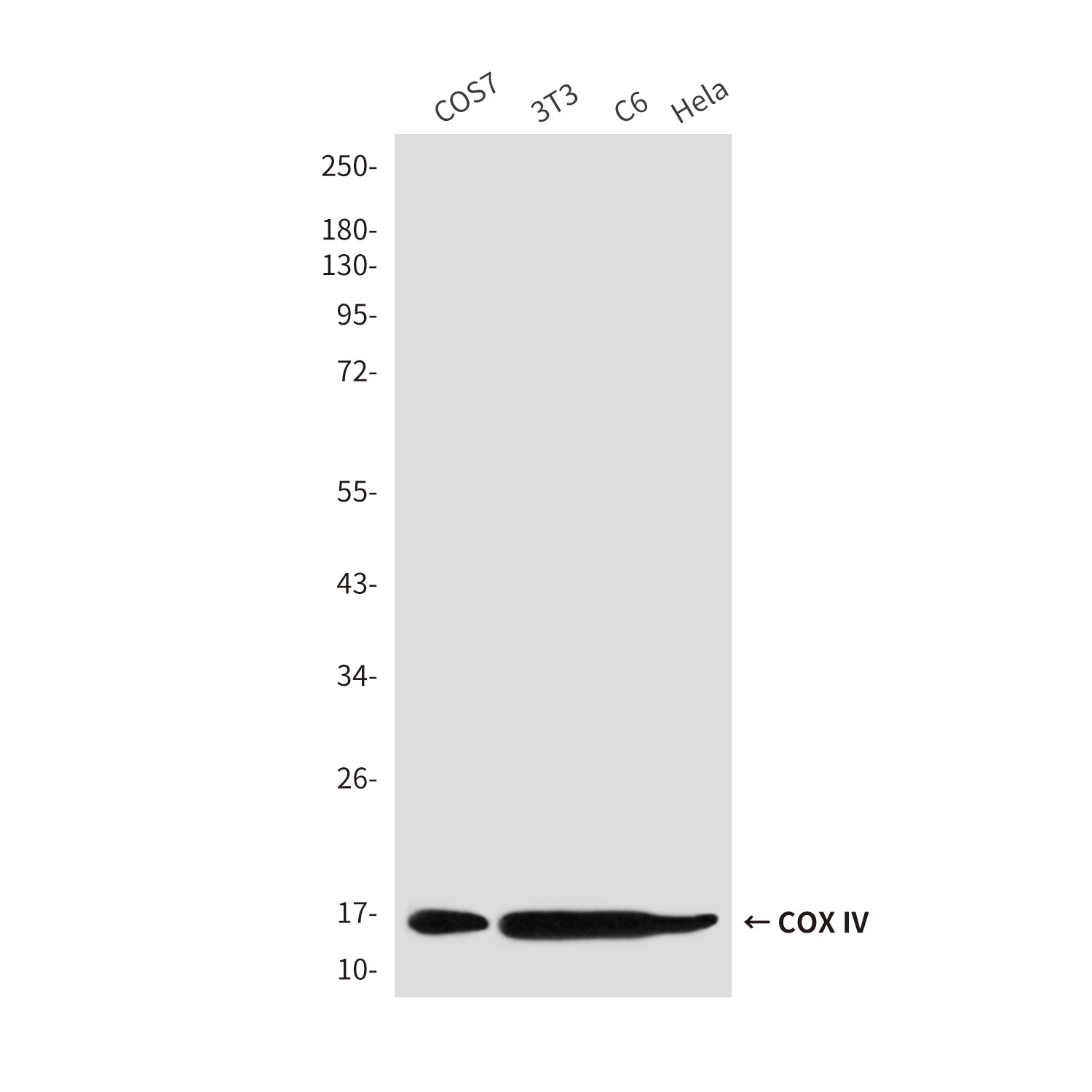 COX IV (4D2) Mouse Monoclonal Antibody