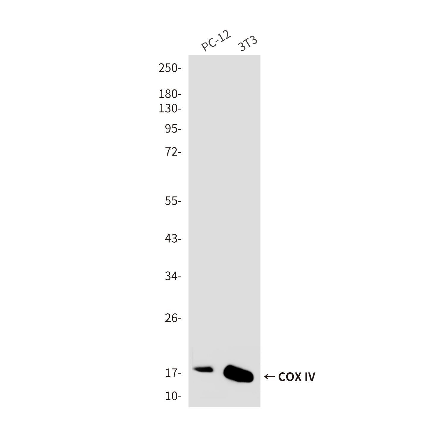 COX IV (4D2) Mouse Monoclonal Antibody